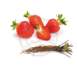 Fragaria ananassa ´Parlando´ / Jahodník, bal. 10 ks, VK