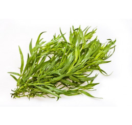 BIO Artemisia dracunculus / Francouzský estragon, K12