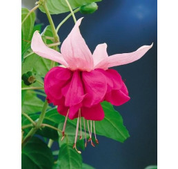 Fuchsia ´Seventh Heaven´/ Fuchsie, bal. 6 ks, 6xK7