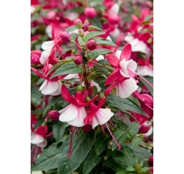 Fuchsia ´Alwin´  / Fuchsie, bal. 6 ks, 6x K7
