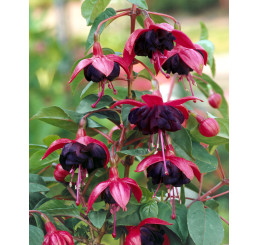 Fuchsia cultivars® ´Blacky´ / Fuchsie, bal. 6 ks, 6x K7