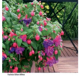 Fuchsia ´Gilian Althea´ / Fuchsie vzpřímená fialová, bal. 6 ks sadbovačů