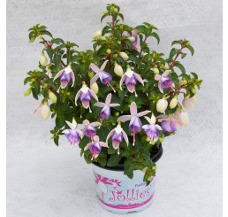 Fuchsia Jollies® ´Macon´ / Fuchsie, bal. 6 ks, 6x K7