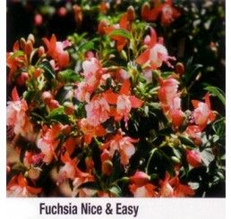 Fuchsia ´Nice & Easy´ / Fuchsie vzpřímená růžová, K7