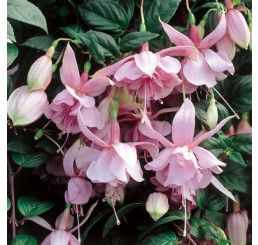 Fuchsia ´Pink Galore´/ Fuksie pŕevislá, Bal. 3 ks, 3xK7