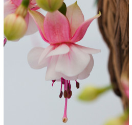 Fuchsia Summermelody® ´Santapilar´ / Fuchsie, K7
