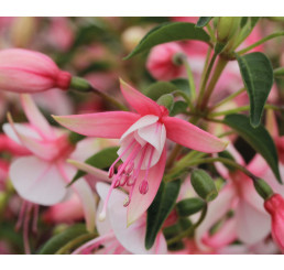 Fuchsia Summermelody® ´Sunantonio´ / Fuchsie, K7