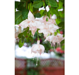 Fuchsia cultivars® ´White King´ / Fuchsie, K7