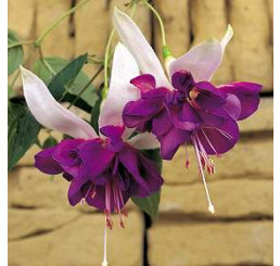 Fuchsia ´Deep Purple´ /  Fuchsie převislá, K7