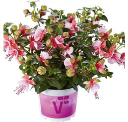 Fuchsia cultivars Fuchsita ®´Candy´/ Fuchsie, bal. 6 ks, 6x K7