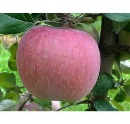 Malus domestica ´Fuji´ / Jabloň zimní, M26