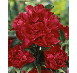 Paeonia ´Karl Rosenfield´ / Pivoňka plnokvětá, K13