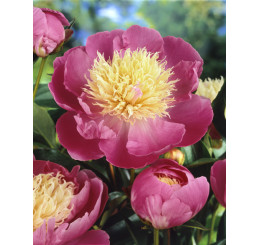 Paeonia lact. ´Bowl of Beauty´ /  Pivoňka bylinná, C1,5