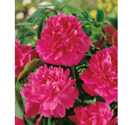 Paeonia lact. ´Kansas´ /  Pivoňka bylinná, VK/C1
