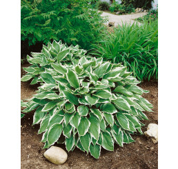 Hosta undulata ´Albomarginata´ / Funkie / Bohyška vlnitolistá, C1 