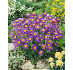 Aster alpinus ´Dark Beauty´ / Hvězdnice alpská tmavě fialová / Astra, K9