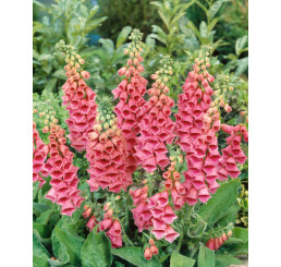 Digitalis mertonensis / Náprstník, C1,5