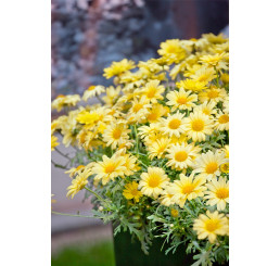 Argyranthemumpac® Day-Zee® Yellow / Kopretina, K7