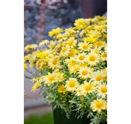 Argyranthemum pac® Day-Zee® Yellow / Kopretina, bal. 6 ks, 6xK7