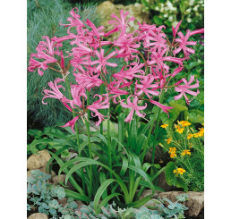 Nerine bowdenii ´Pink´ / Nerina růžová, bal. 3 ks, 12/14