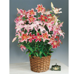 Lilium Orientalis mix / Kolekce vonících orientálních lilií, bal. 9 ks, 14/16