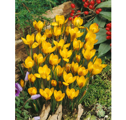 Crocus ´Fuscotinctus´ / Botanický šafrán / Krokus, bal. 15 ks, 5/7