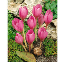 Colchicum ´The Giant´ / Ocún, 20/+