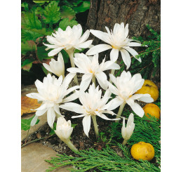 Colchicum autumnale ´Alboplenum´ / Ocún bílý plnokvětý, 13/+