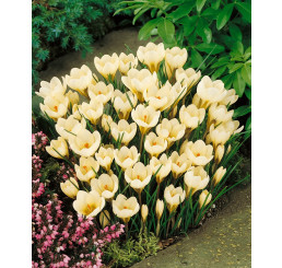 Crocus ´Cream Beauty´ / Botanický šafrán / Krokus, bal. 15 ks, 5/7