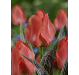Tulipa ´Oratorio´ / Tulipán, bal. 5 ks, 11/12