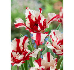Tulipa ´Estella Rijnveld´ / Tulipán, bal. 5 ks, 12/+