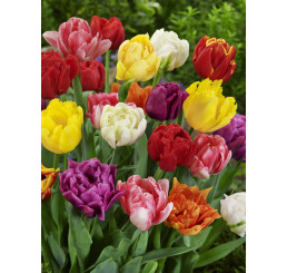 Tulipa double mix / Směs plnokvětých tulipánů, bal. 20 ks, 11/12