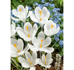 Crocus ´Jeanne d´Arc´ / Velkokvětý krokus, bal. 10 ks, 8/9