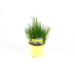 Allium schoenoprasum / Pažitka pobřežní, K9