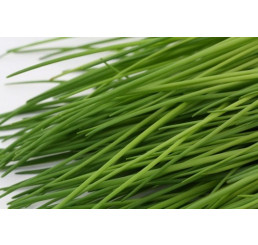 Allium schoenoprasum / Pažitka pobřežní, K9