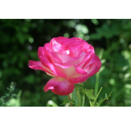 Rosa ´Gaumo´ / Růže čajohybrid bílo-růžová, keř, BK