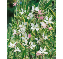 Gaura lindheimeri ´Gambit® Variegata Rose´/ Svíčkovec, K9