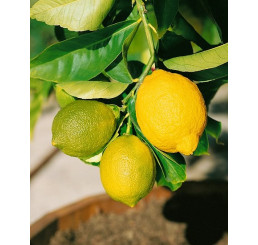 Citrus limon ´Genoa´ / Citroník, 25-40 cm, C2