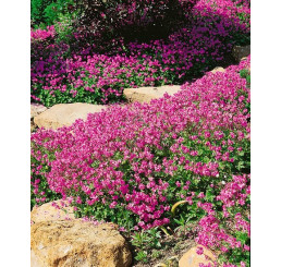 Geranium cantabrigiense ´Cambridge´ / Kakost cambridgeský, C1,5