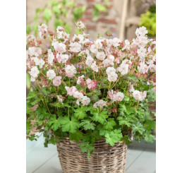 Geranium x hybridum ´St. Ola´ / Kakost, K9
