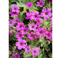 Geranium hybridum ´Pink Penny´ / Kakost, K9
