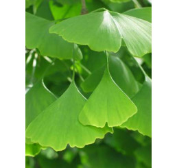 Ginkgo biloba / Jinan dvoulaločný, 80-100 cm, KB/C3