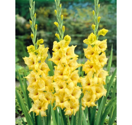 Gladiolus ´Nova Lux´ / Mečík, bal. 5 ks, 12/14