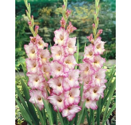 Gladiolus ´Priscilla´ / Mečík, bal. 5 ks, 12/14