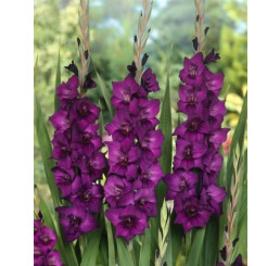 Gladiolus ´Purple Flora´ / Mečík, bal. 10 ks, 12/14