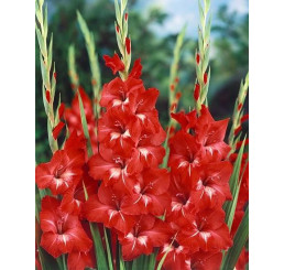 Gladiolus ´RED´ / Mečíky červené, bal. 5 ks, 10/12, SUPERCENA
