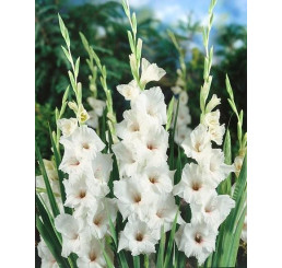 Gladiolus ´White Prosperity´/ Mečík, bal. 5 ks, 12/14