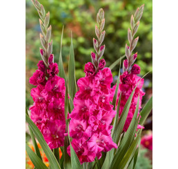 Gladiolus ´Fairytale Pink´ / Mečík, bal. 5 ks, 12/14