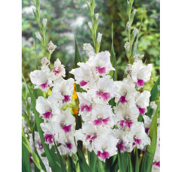 Gladiolus ´Amber Mystique ´  / Mečík, bal. 7 ks, 12/14