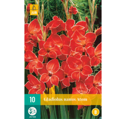 Gladiolus nanus ´Atom´ / Trpasličí mečík, bal. 10 ks, 8/9